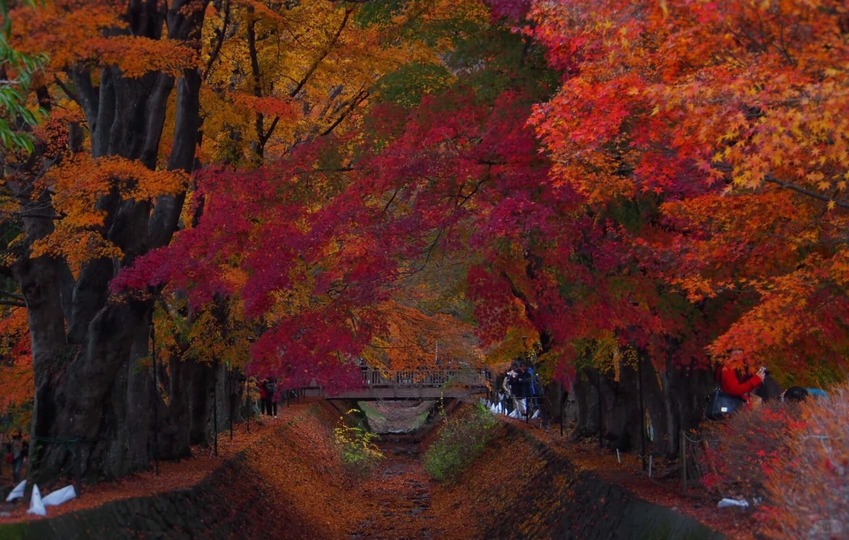 Đường hầm lá phong Momiji Kairo