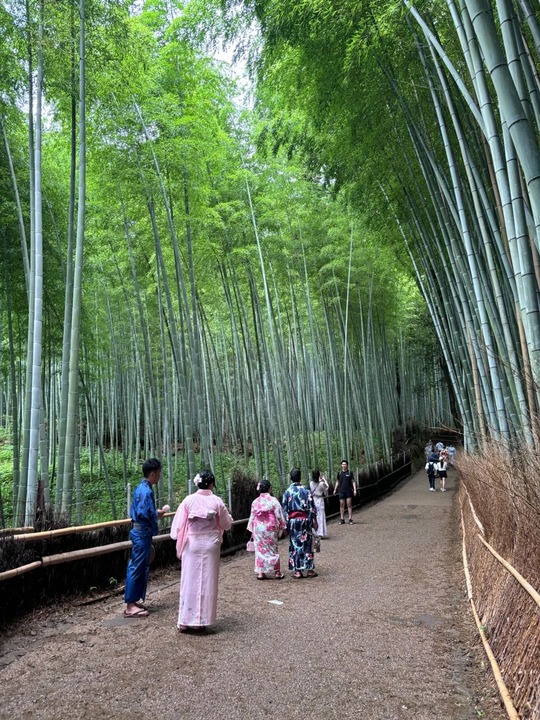 Rừng tre Arashiyama